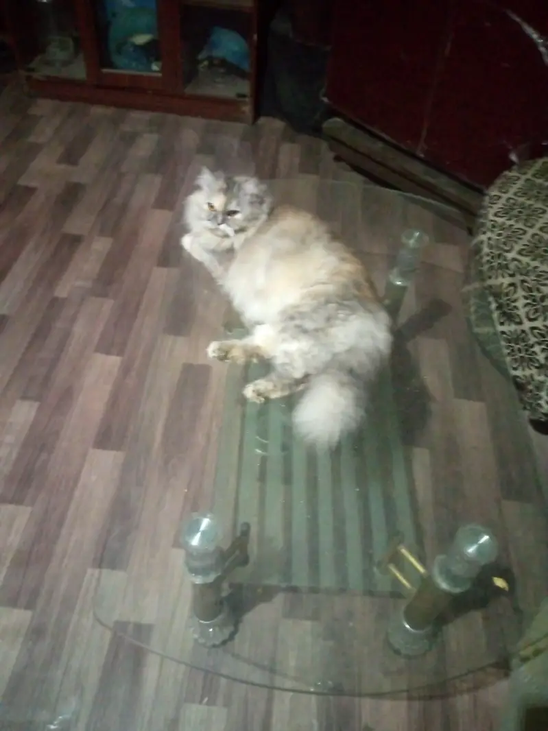 Double coated cat female — photo 4