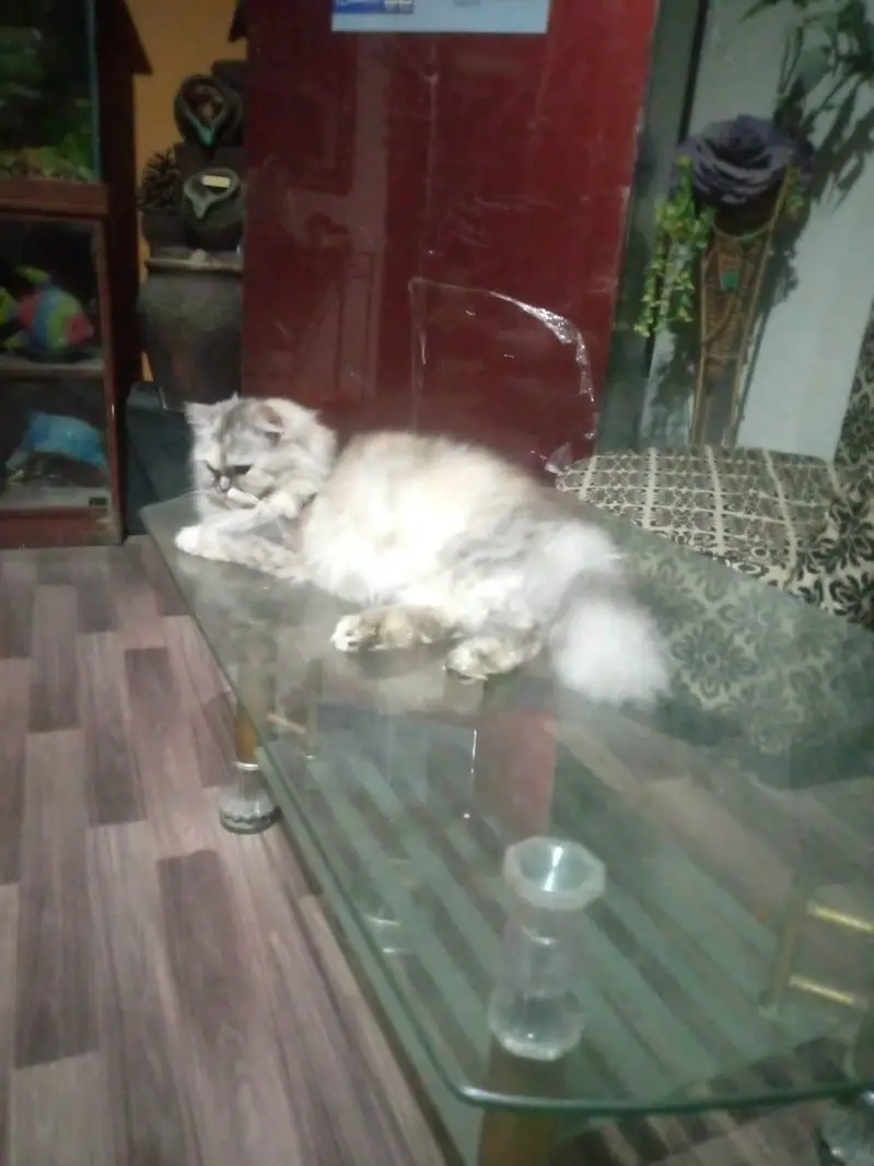 Double coated cat female — photo 5