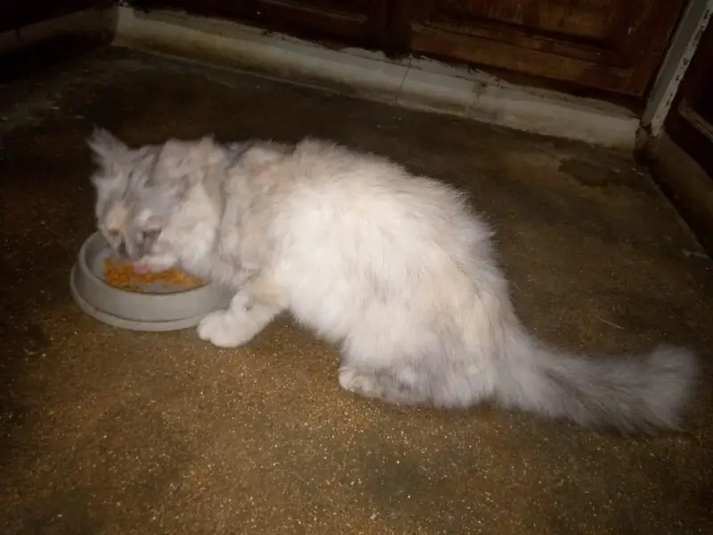 Double coated cat female — photo 6