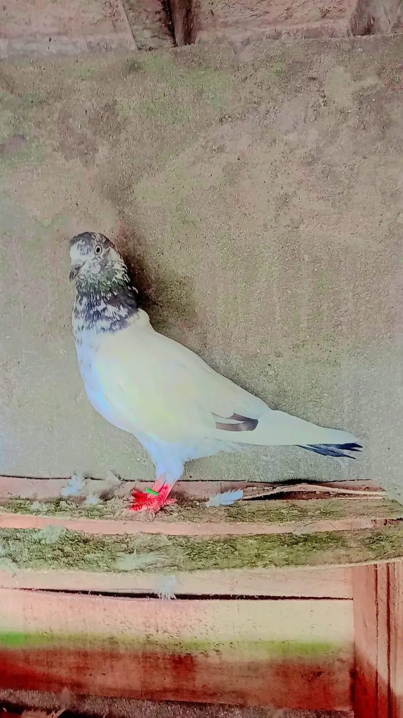 tadey neelay kamagar pigeon for sale — photo 2