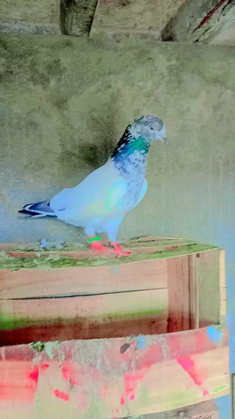 tadey neelay kamagar pigeon for sale — photo 3