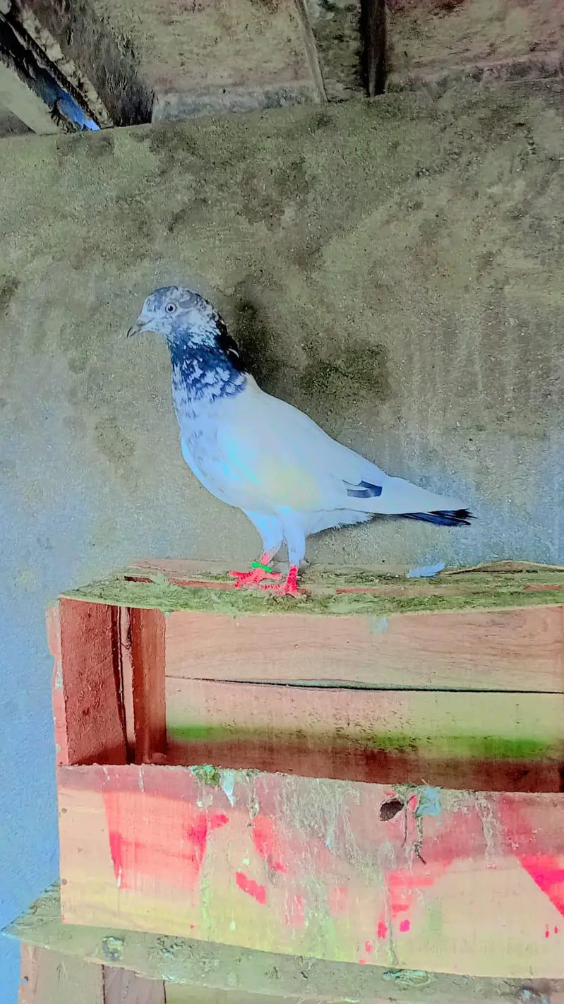 tadey neelay kamagar pigeon for sale — photo 4