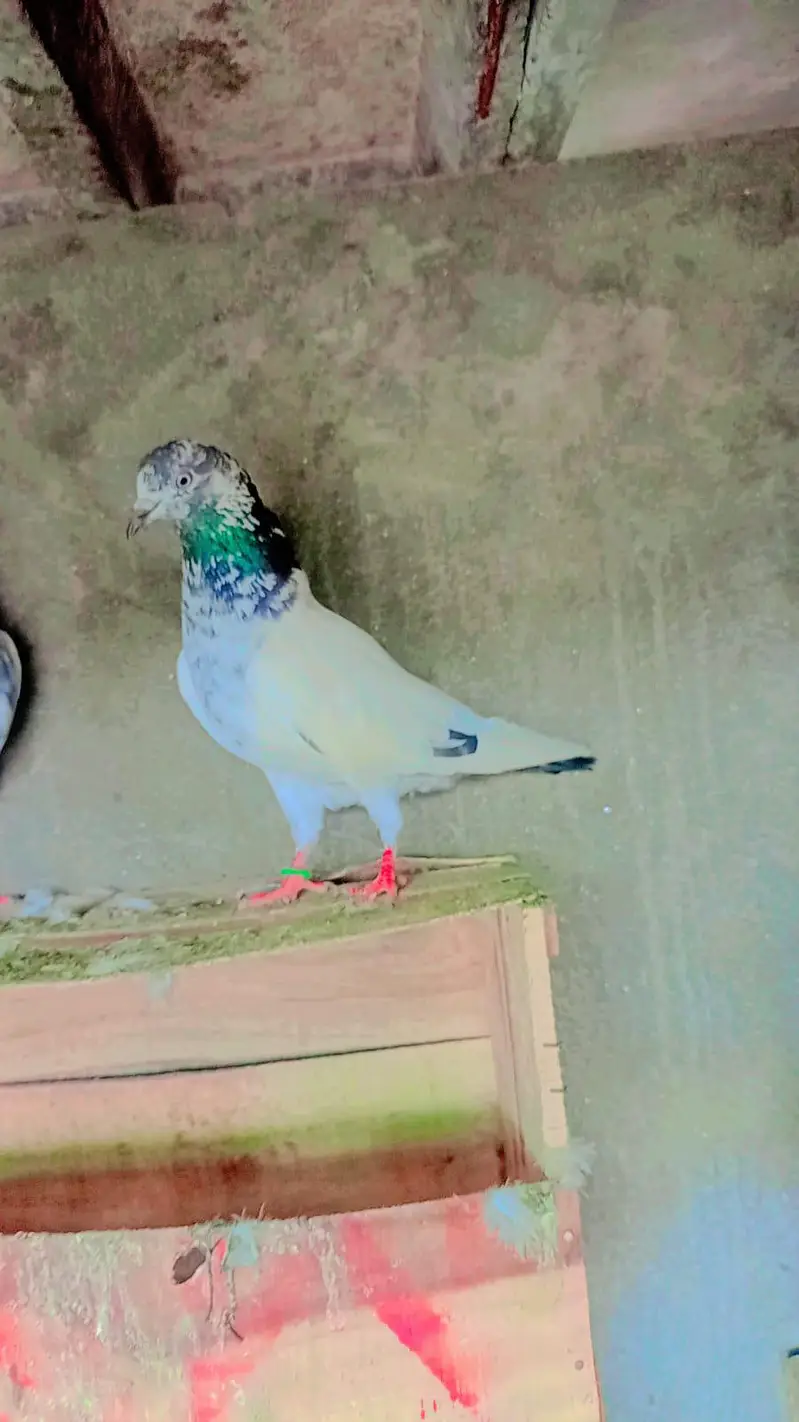 tadey neelay kamagar pigeon for sale — photo 5