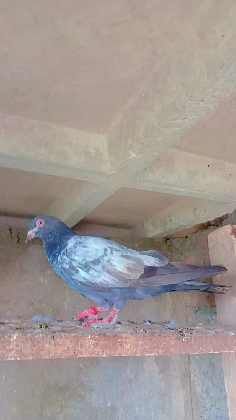 tadey neelay kamagar pigeon for sale — photo 6