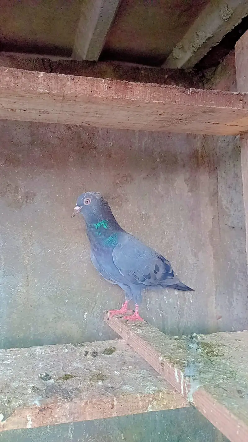 tadey neelay kamagar pigeon for sale — photo 7