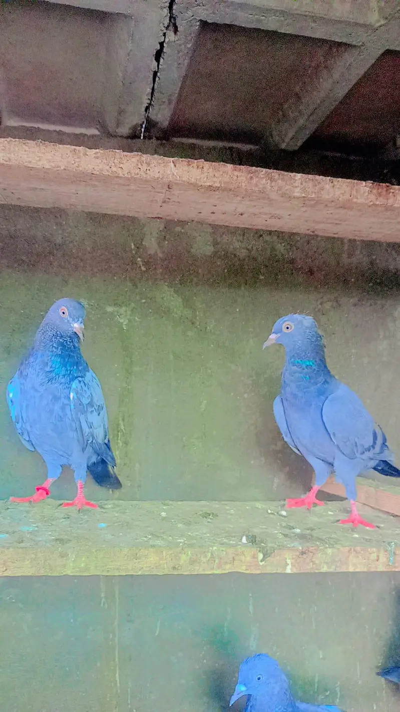 tadey neelay kamagar pigeon for sale — photo 8