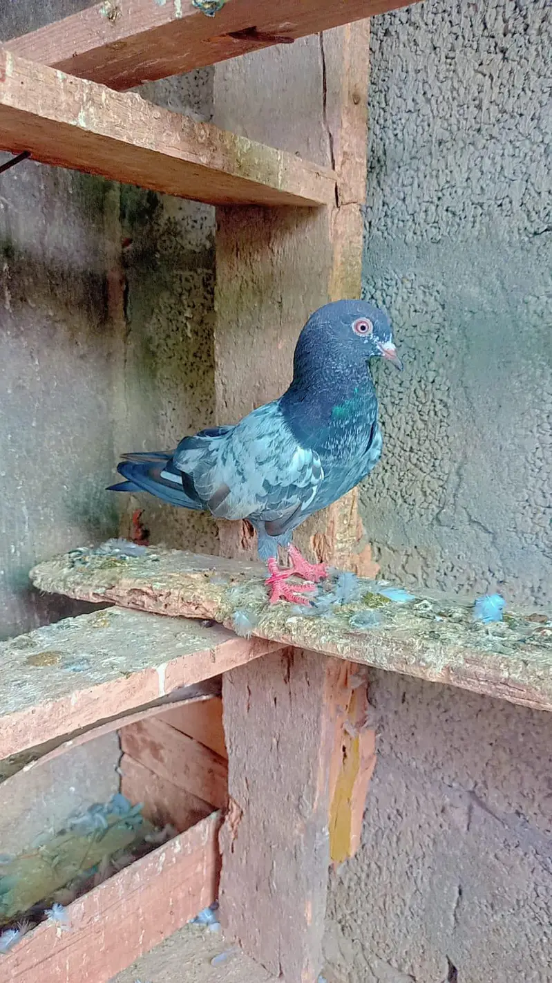 tadey neelay kamagar pigeon for sale — photo 9