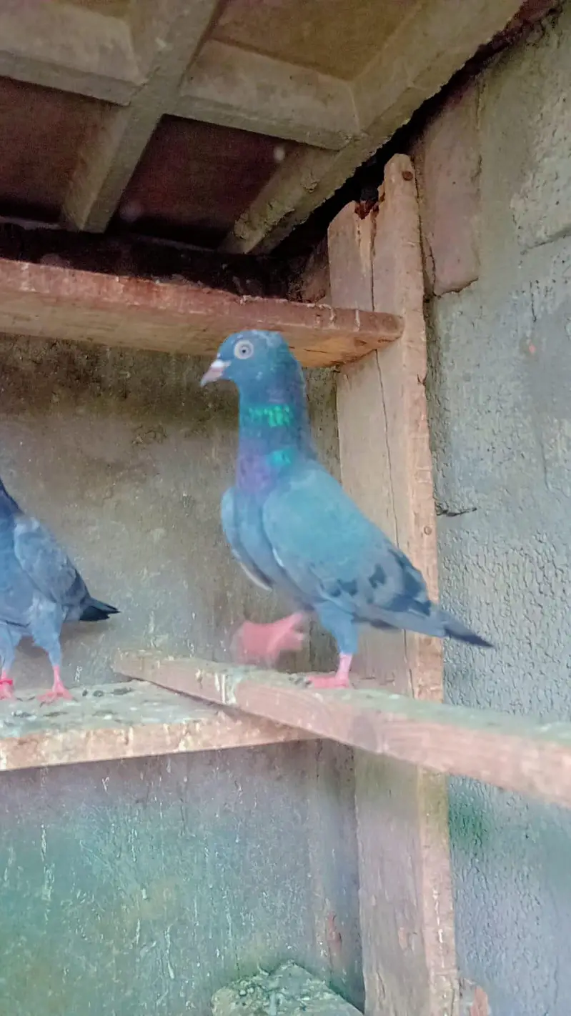 tadey neelay kamagar pigeon for sale — photo 10