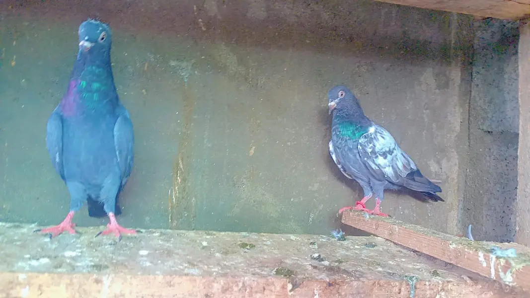 tadey neelay kamagar pigeon for sale — photo 11