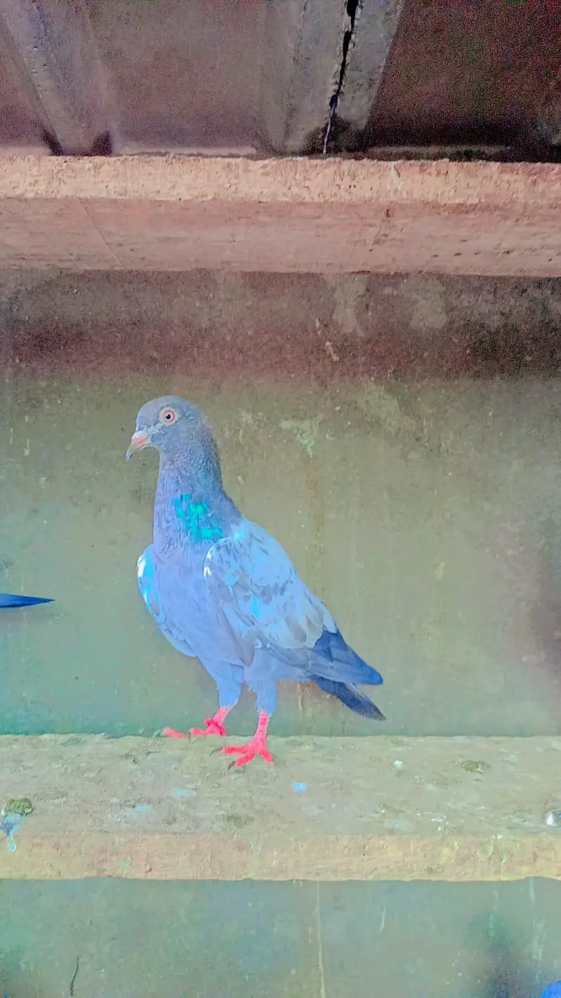 tadey neelay kamagar pigeon for sale — photo 12