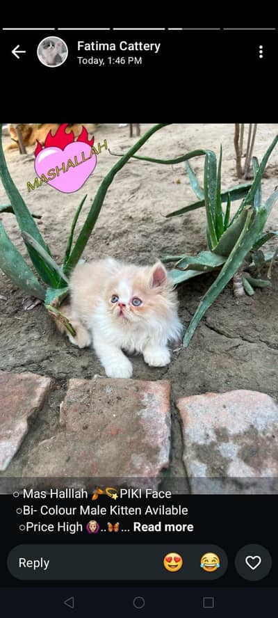 pikki face kitten
