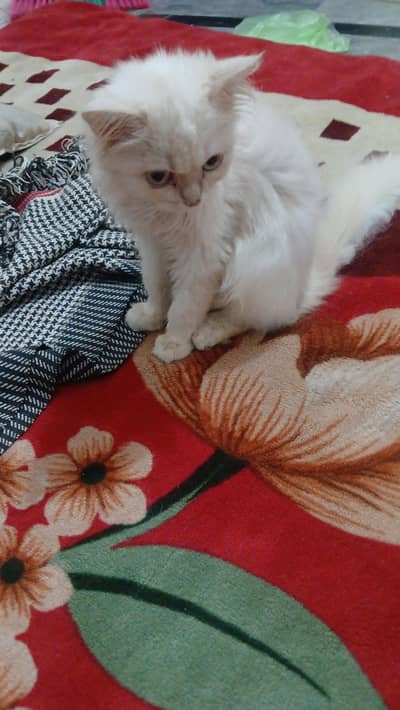 cat for sale