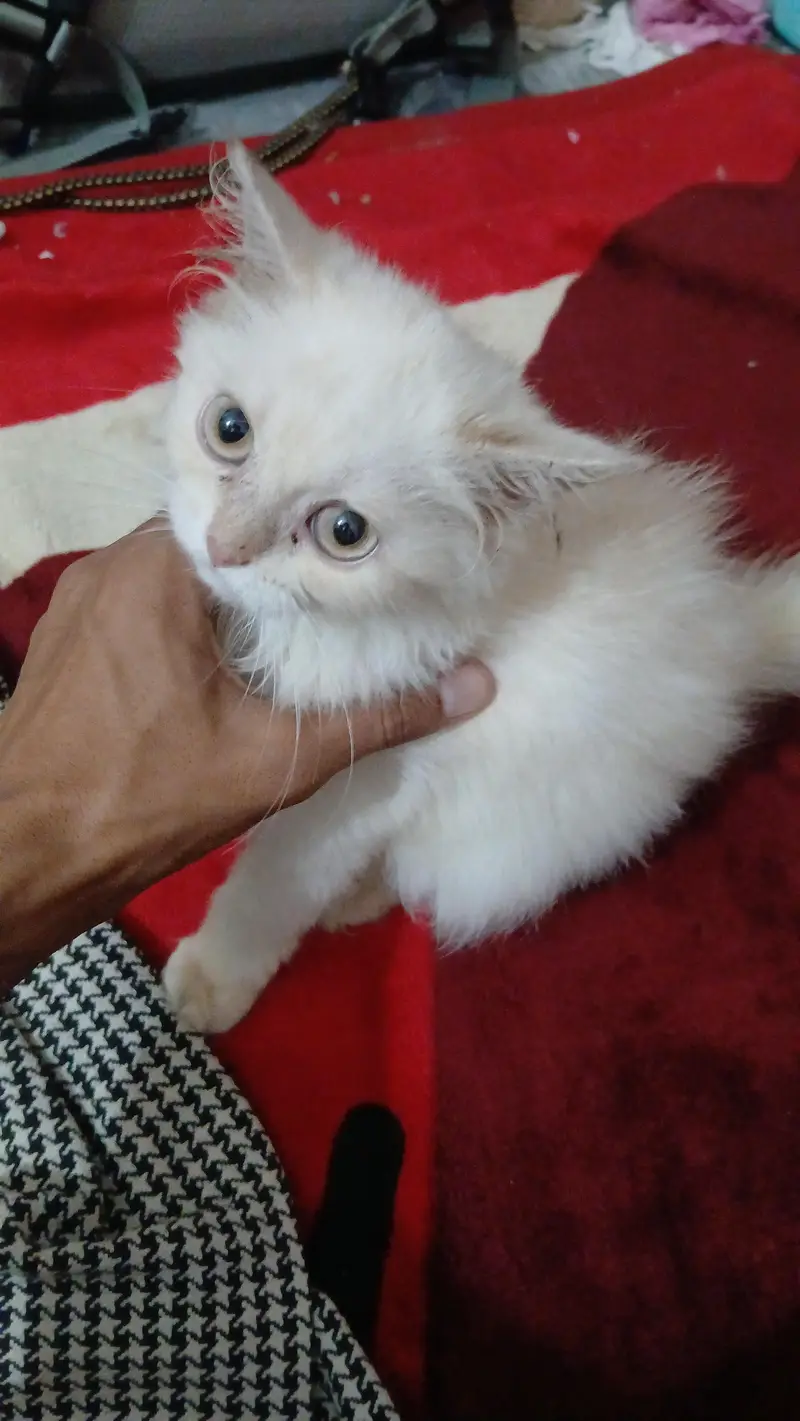 cat for sale — photo 2