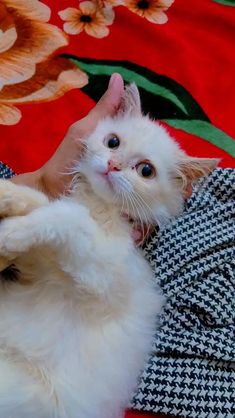 cat for sale — photo 3