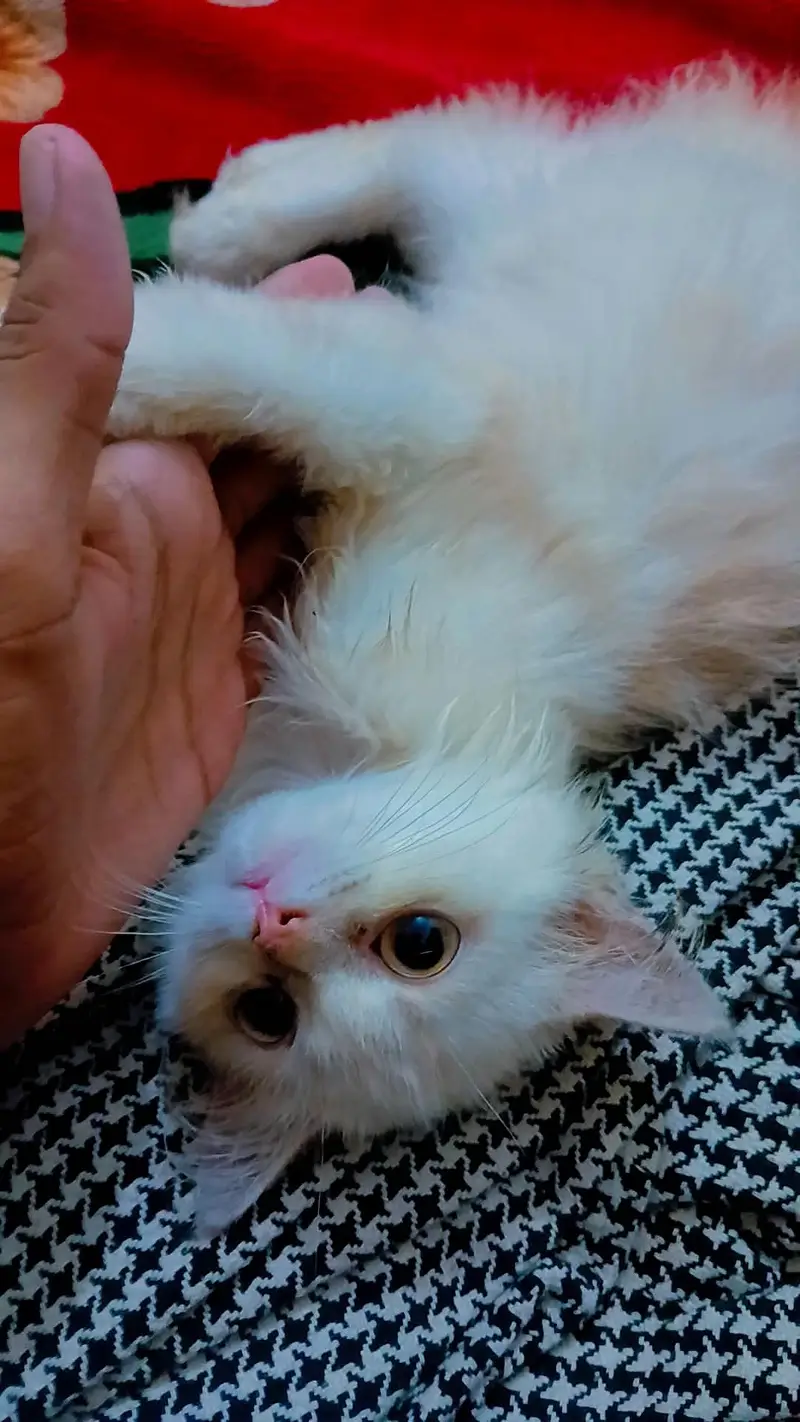 cat for sale — photo 4