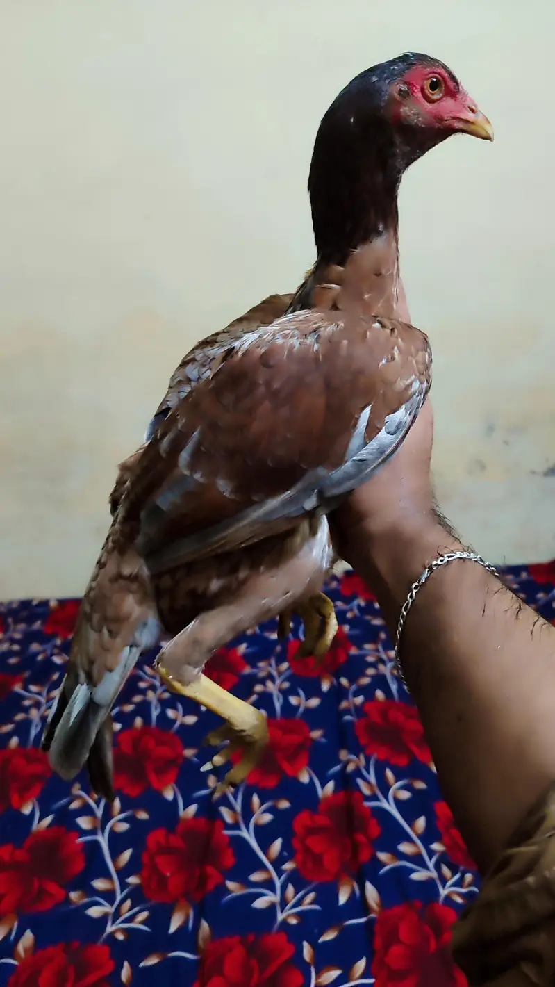 2 salatiya patiya for sale ha age 6month — photo 2