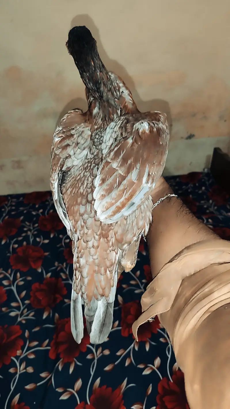 2 salatiya patiya for sale ha age 6month — photo 3