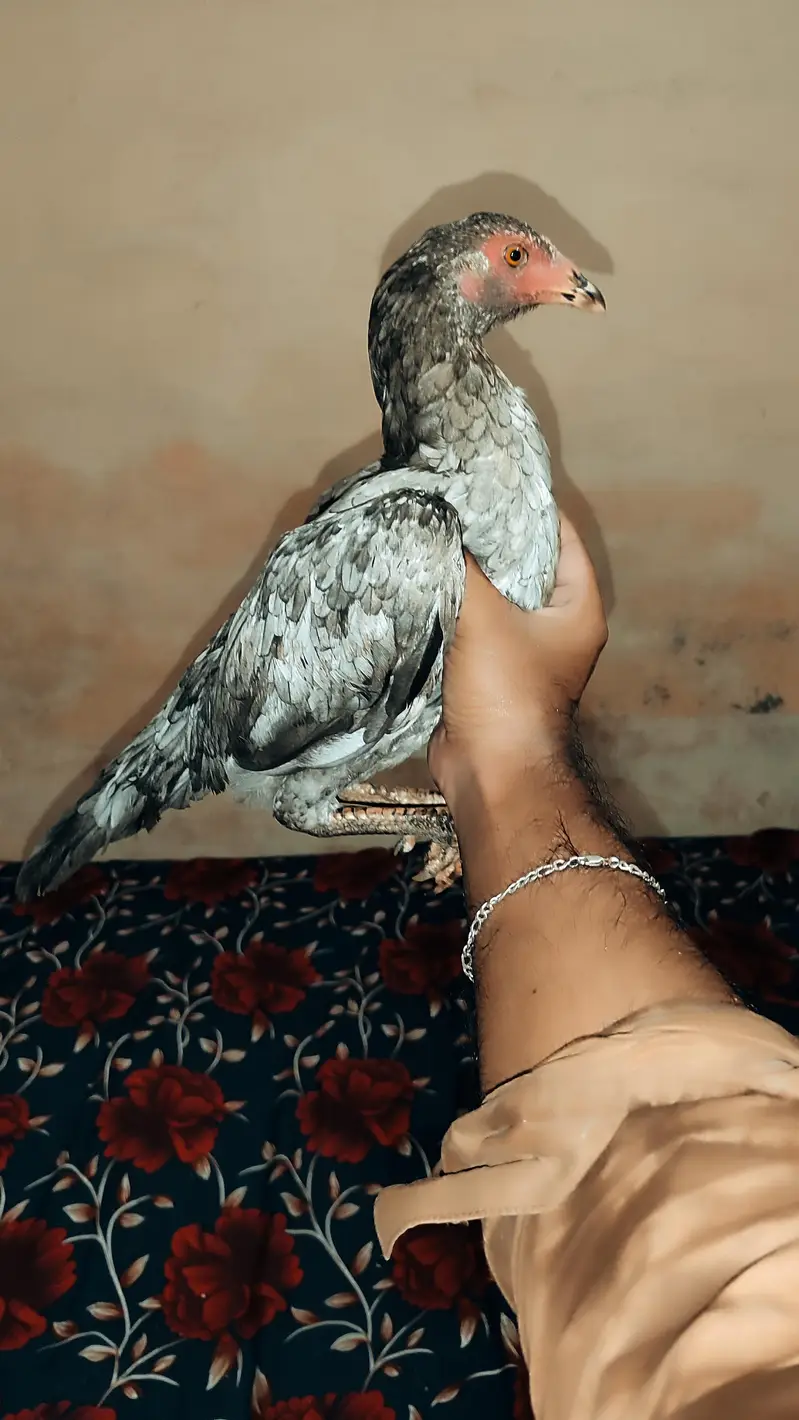 2 salatiya patiya for sale ha age 6month — photo 5