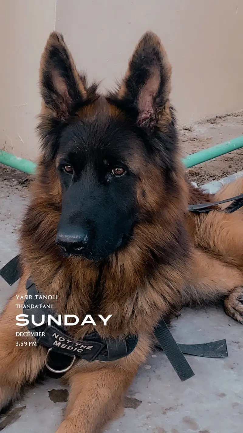 German Shepherd Male — photo 2