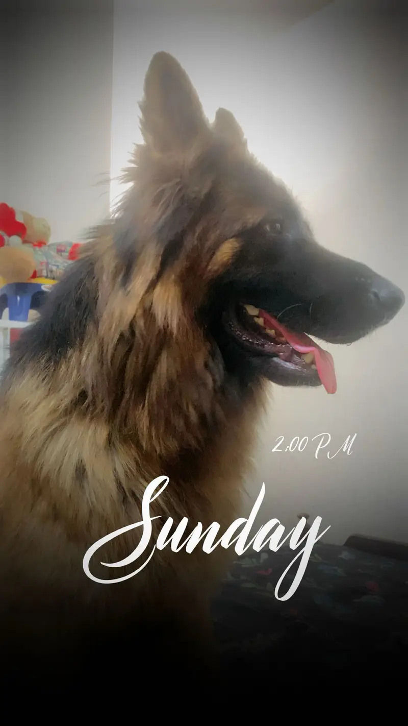 German Shepherd Male — photo 4