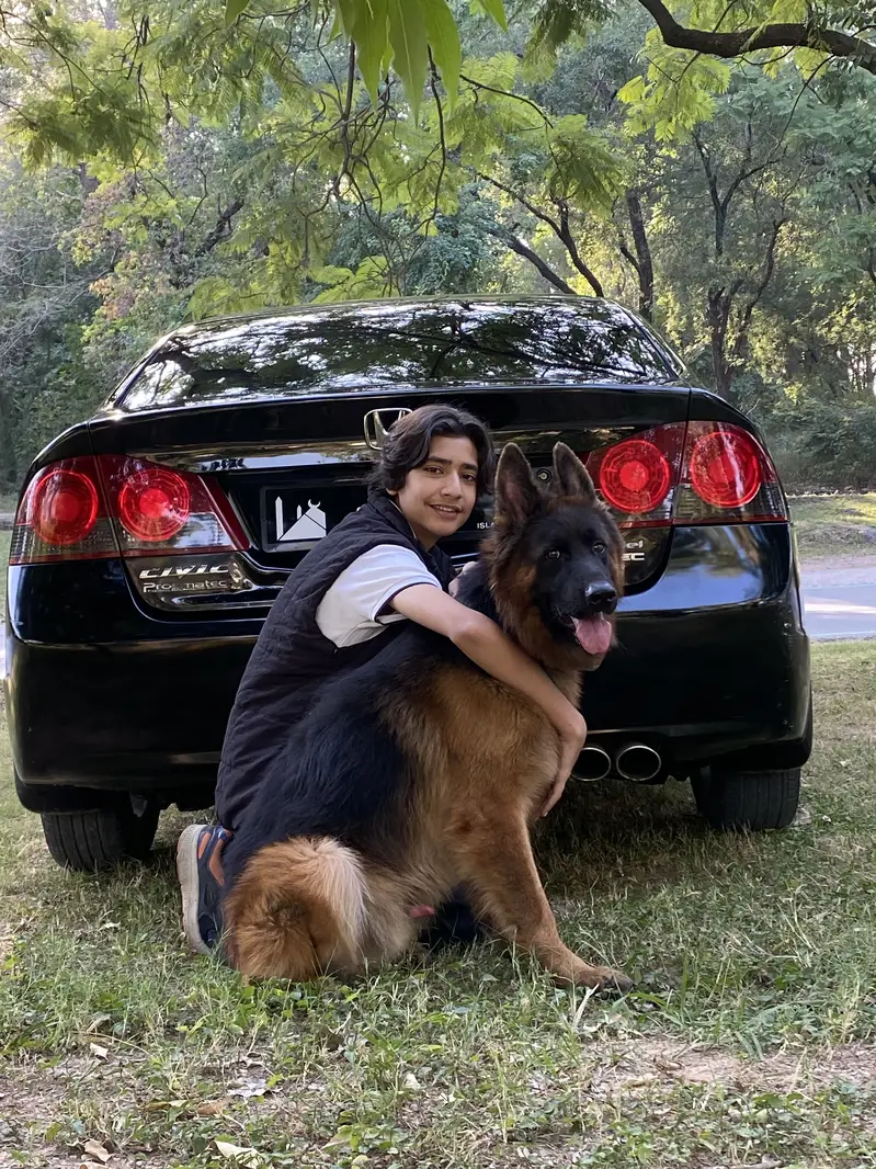 German Shepherd Male — photo 5