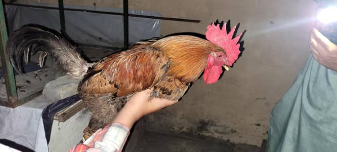 5 hens 2 roasters