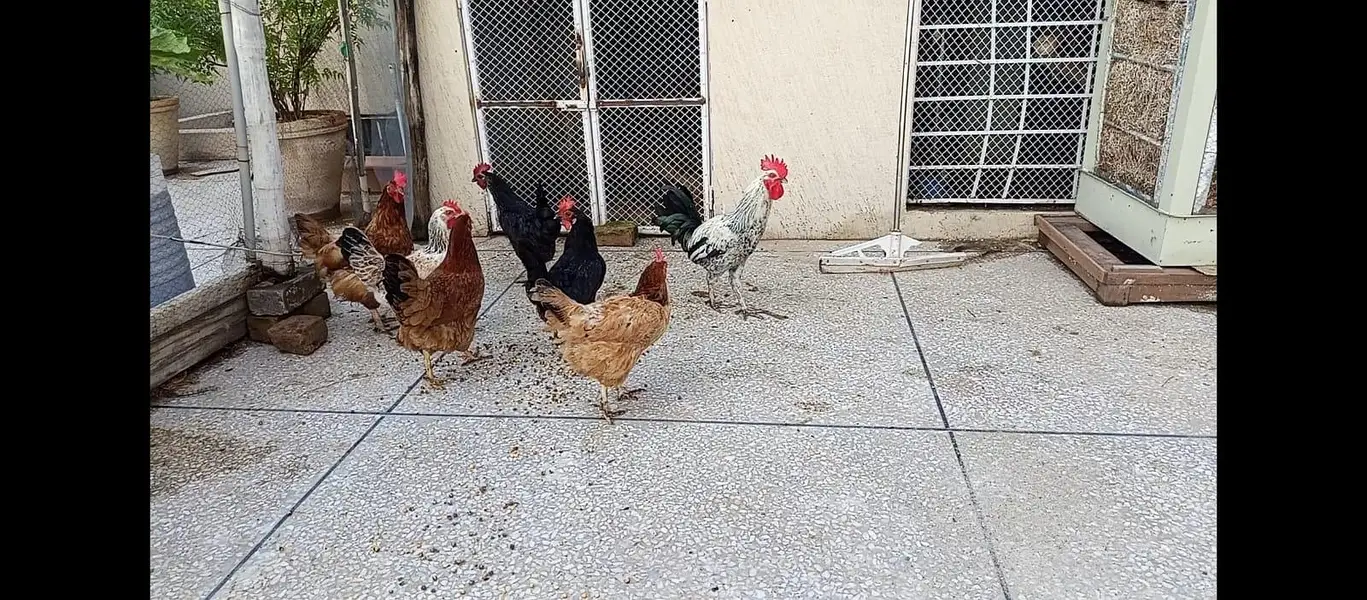 6 Hens 1  Rooster all. pure breeds — photo 2