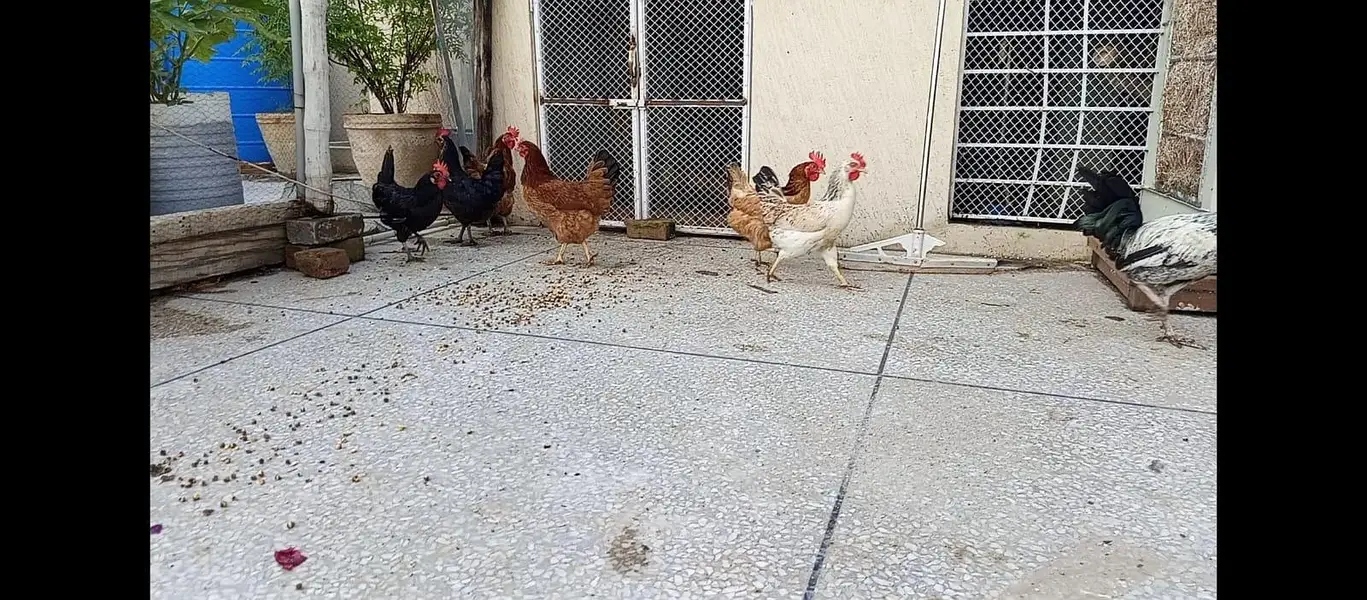 6 Hens 1  Rooster all. pure breeds — photo 3