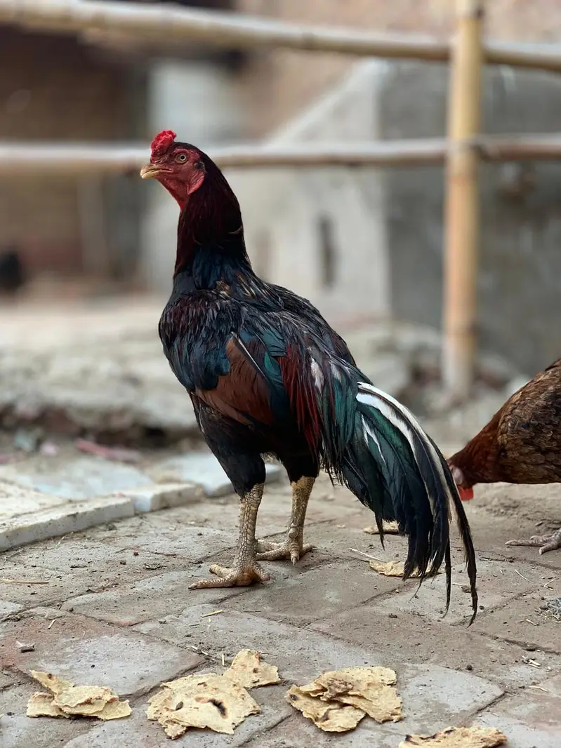 pure mianwali — photo 2
