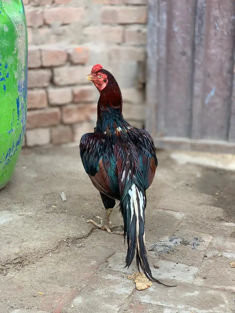 pure mianwali — photo 3