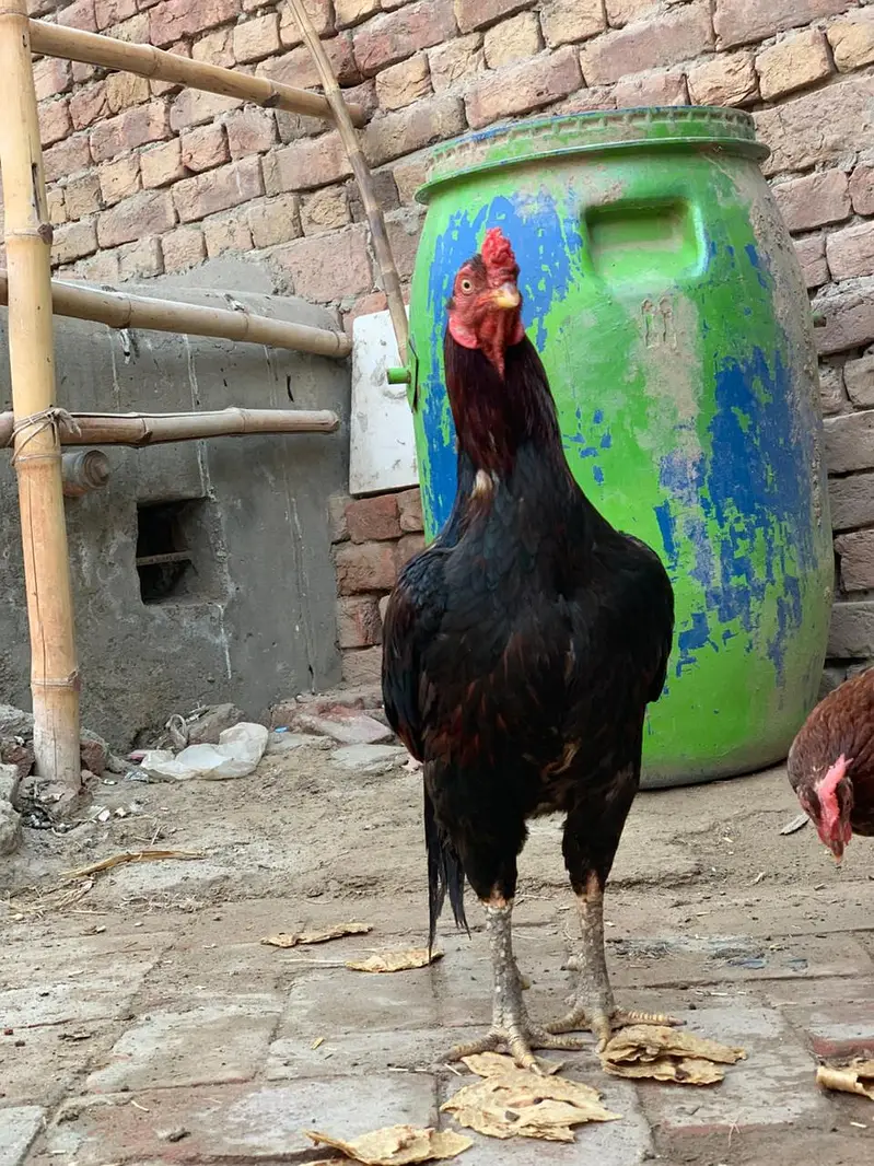 pure mianwali — photo 4