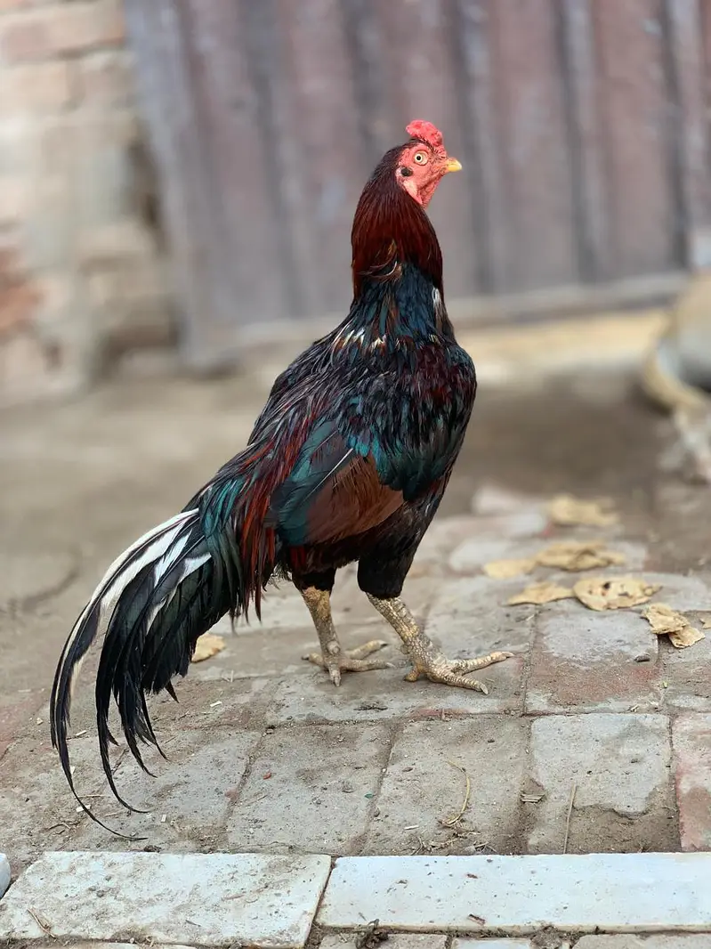 pure mianwali — photo 5