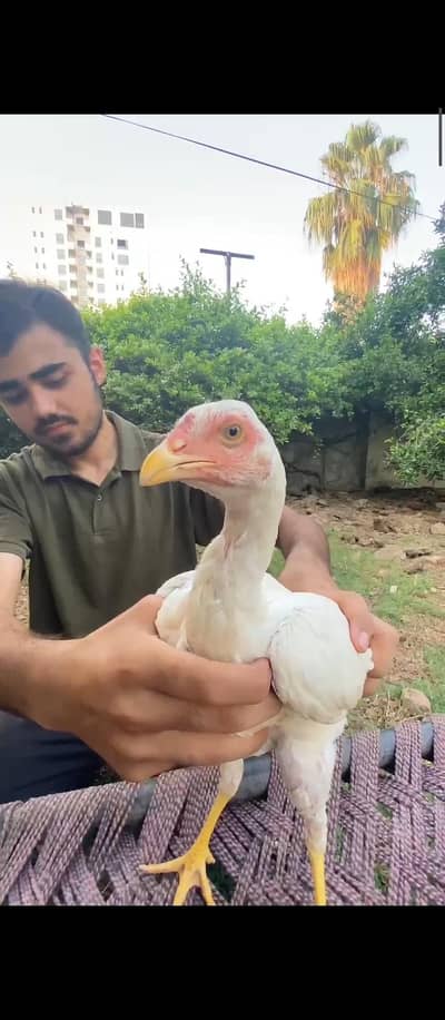 pure Pakistani Aseel