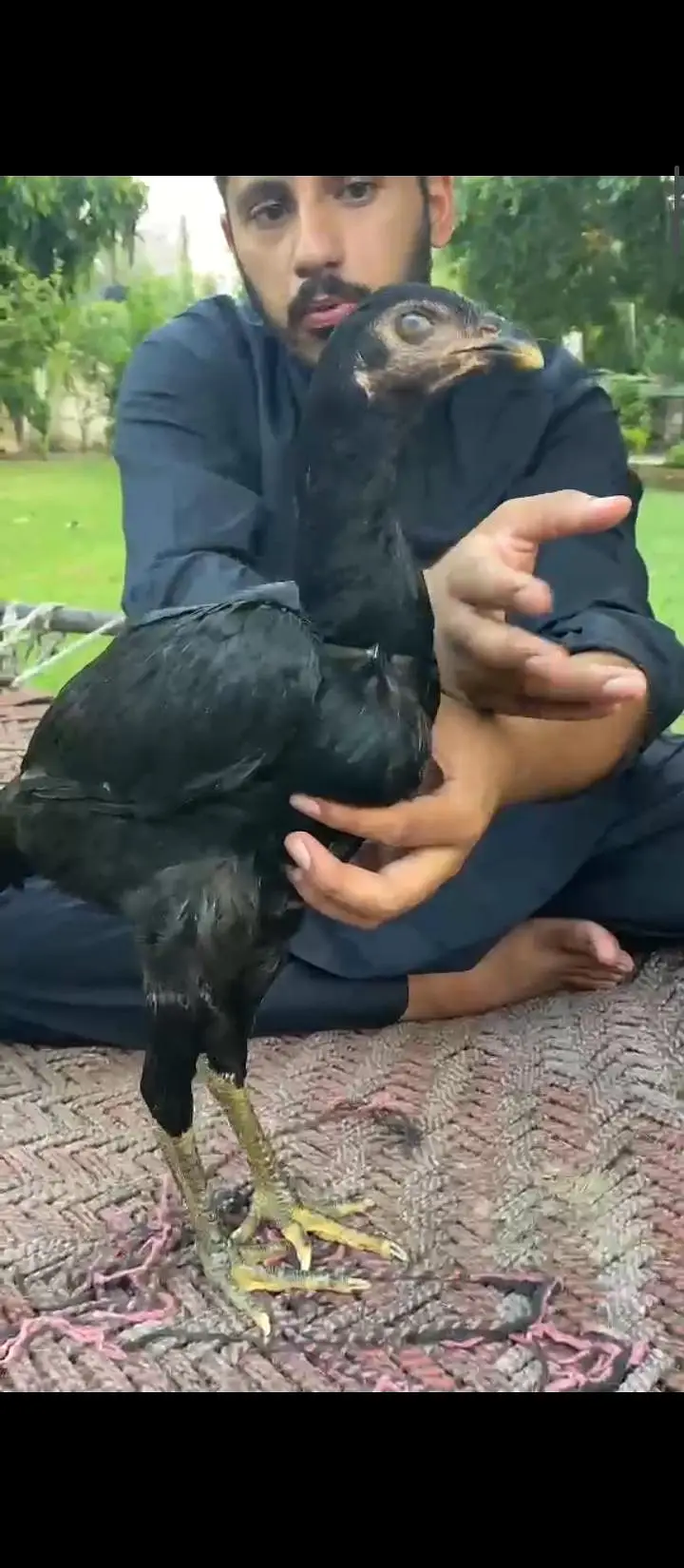 pure Pakistani Aseel — photo 3