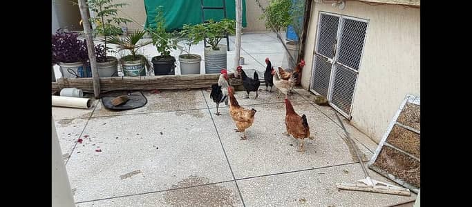 6 Hens 1  Rooster all. pure breeds