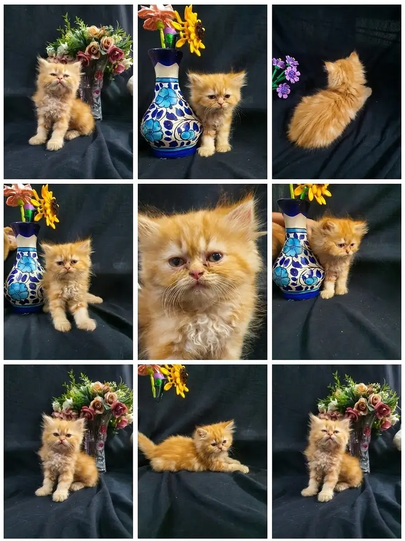 Persian punch and piki kittens for sale — photo 7