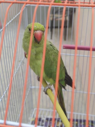 green ring neck female