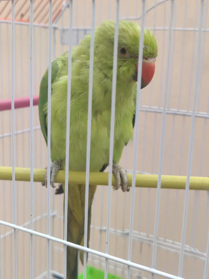 green ring neck female — photo 2