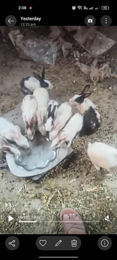 selling this rabbits