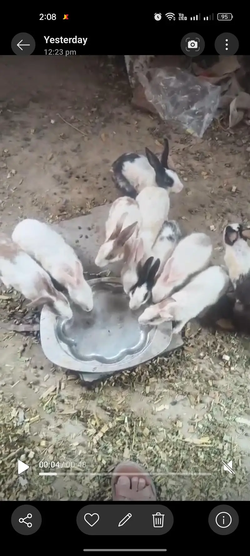 selling this rabbits — photo 2