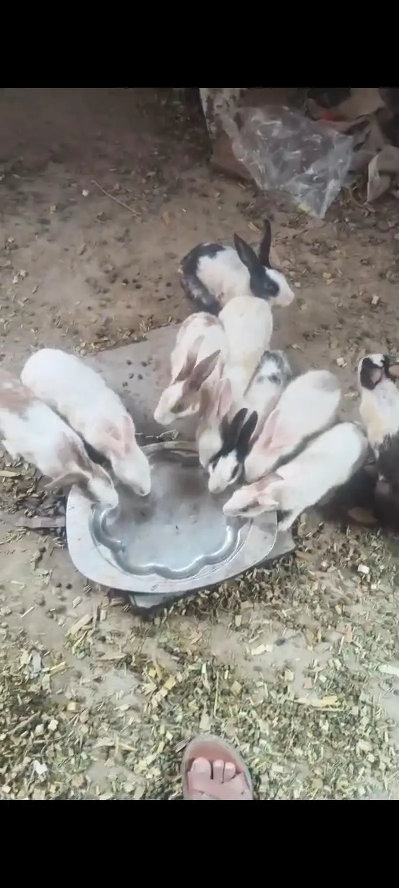 selling this rabbits — photo 3