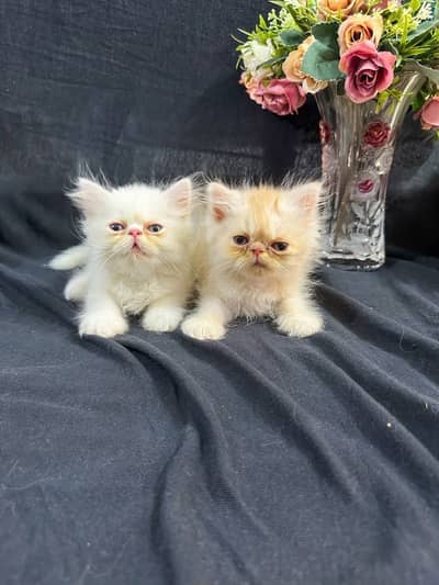 Persian punch and piki kittens for sale