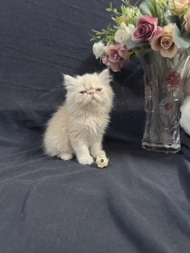 Persian punch and piki kittens for sale — photo 4