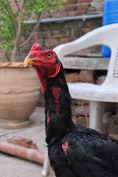Thai Pakoy Gamefowl Rooster Available for Sale