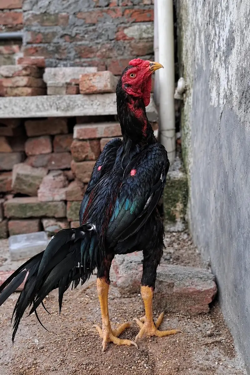 Thai Pakoy Gamefowl Rooster Available for Sale — photo 4