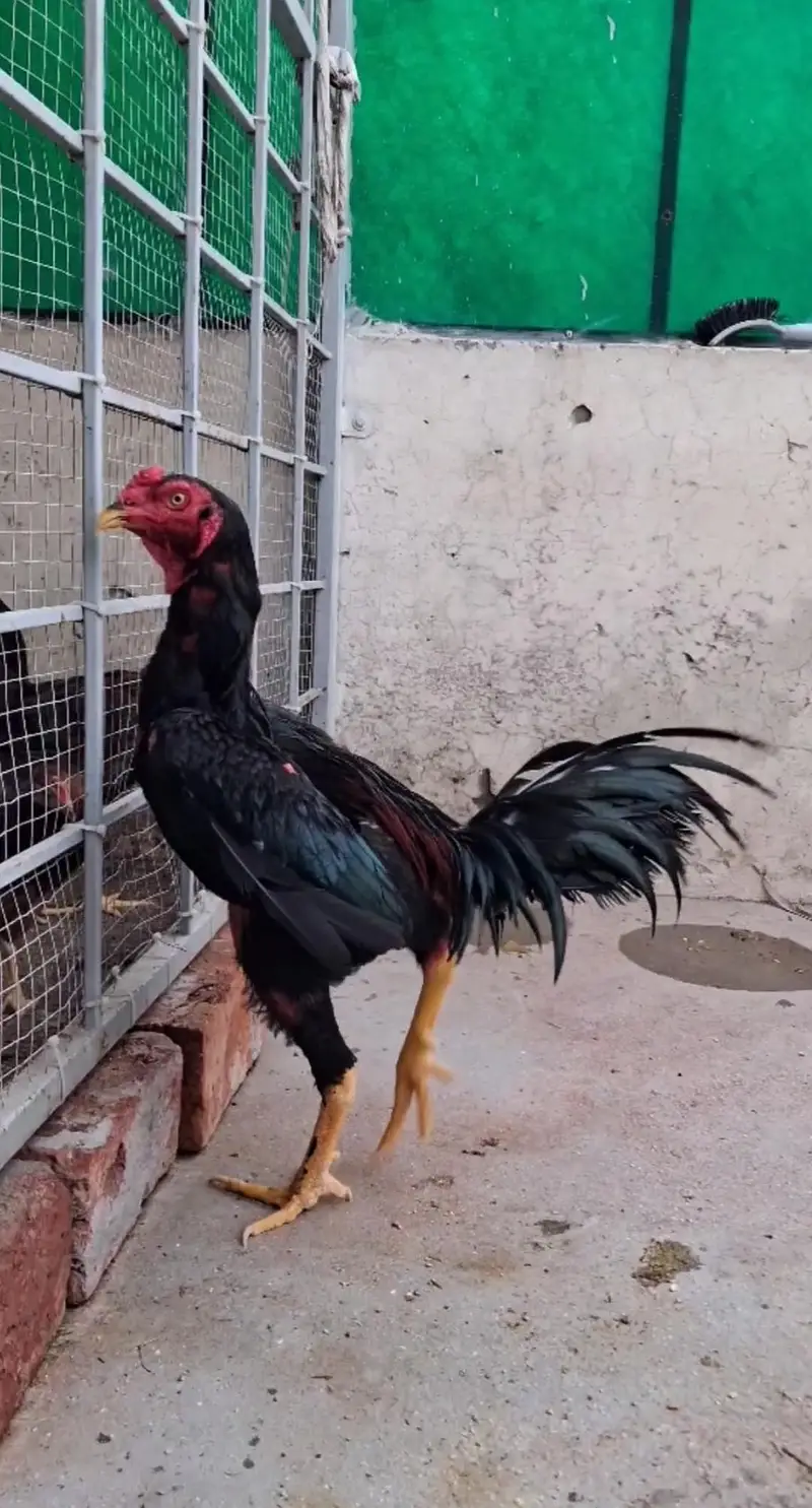 Thai Pakoy Gamefowl Rooster Available for Sale — photo 5