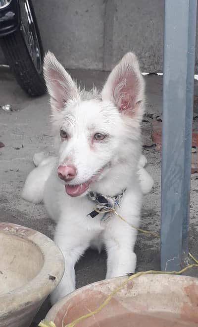 dog for sale
