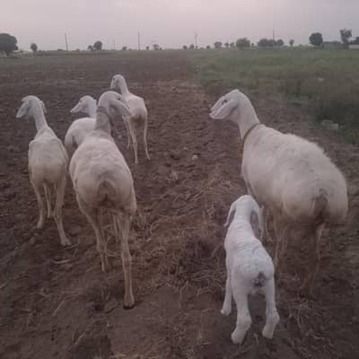 5 sheep's for sale in TALAGANG