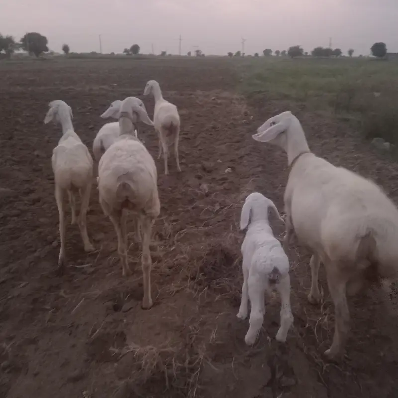 5 sheep's for sale in TALAGANG — photo 2
