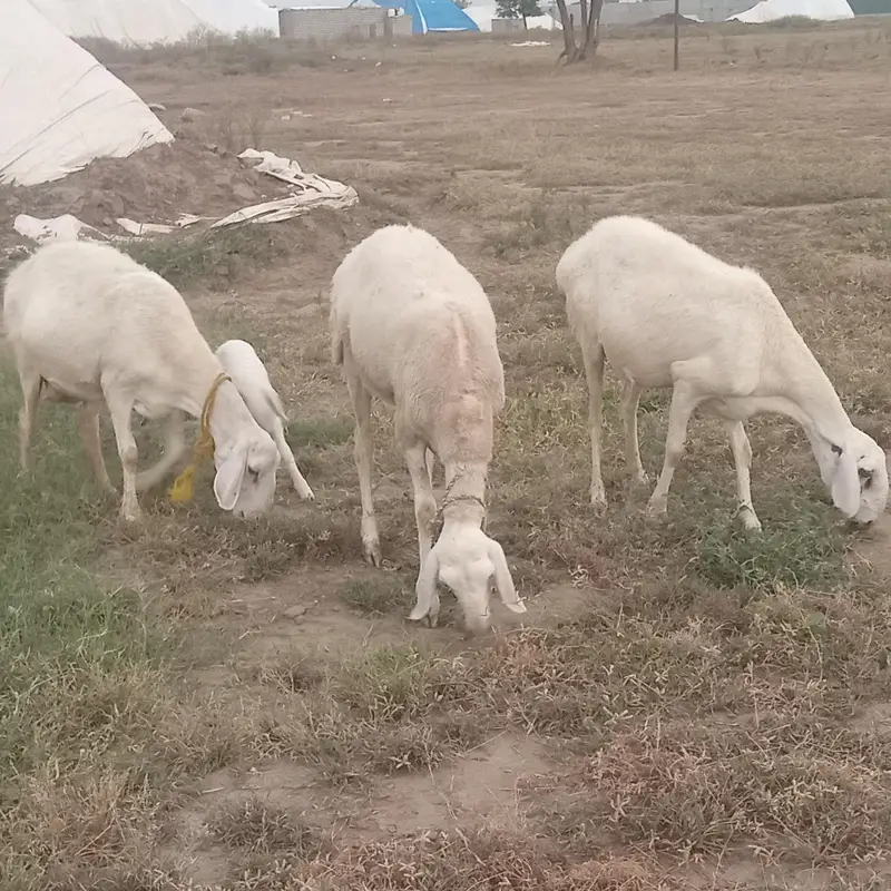 5 sheep's for sale in TALAGANG — photo 3